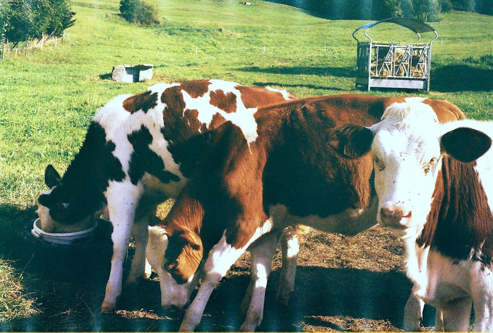 One cow looks to camera as others drink from a trough