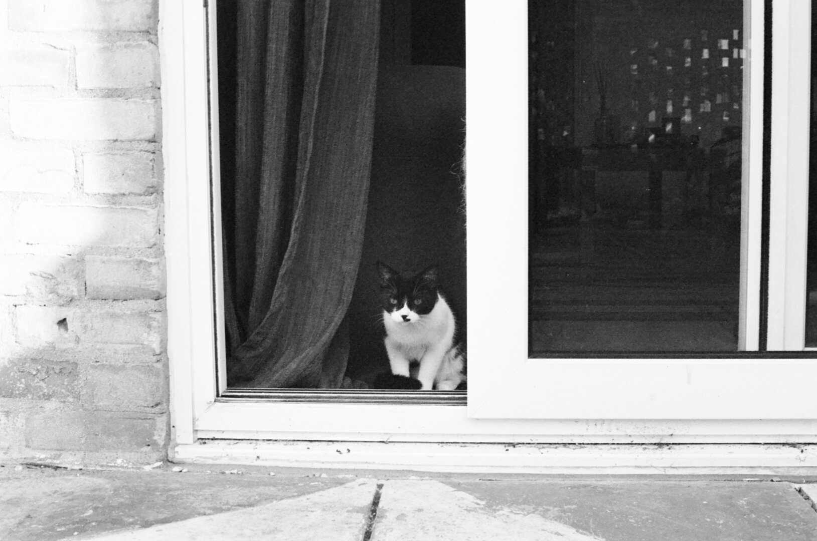 A black and white photo of a cat, standing looking out of an open patio door