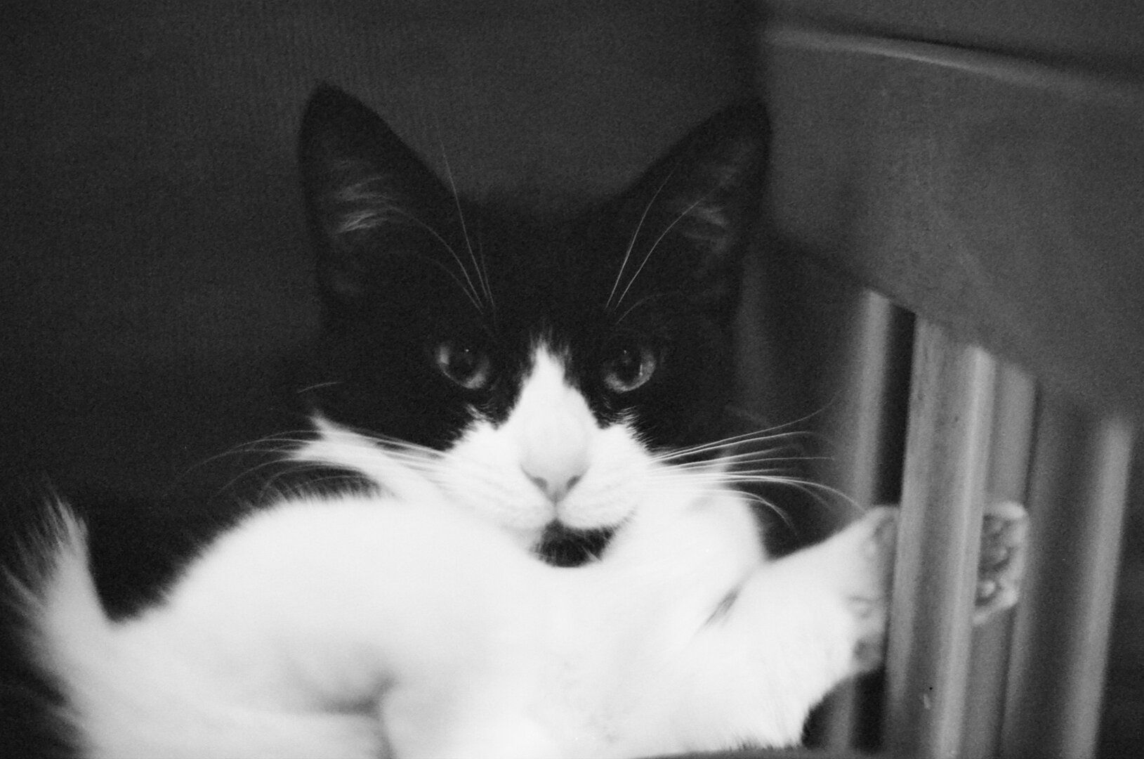 A black and white photo of a cat, looking into the camera