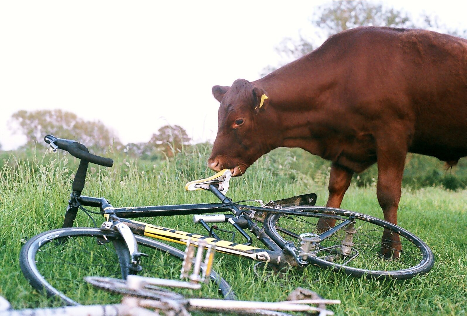 A cow licks the seat of a bicycle, which is lying on the grass