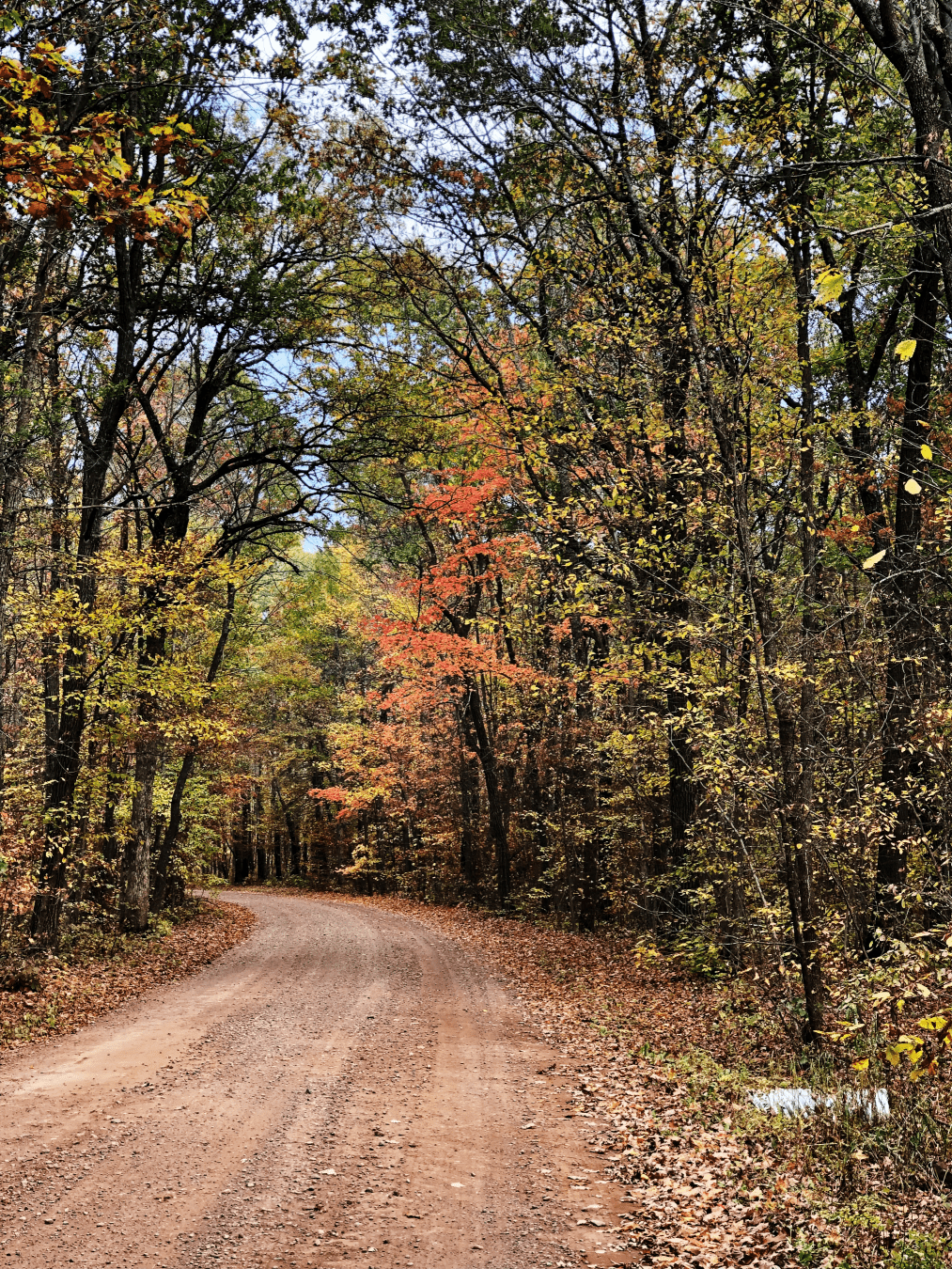 A gravel road ahead, sweeping gently left, with tree branches several meters above, wherein the entire sky is partially obscured by the overlapping branches and leaves. Sun gets through, but not a LOT.