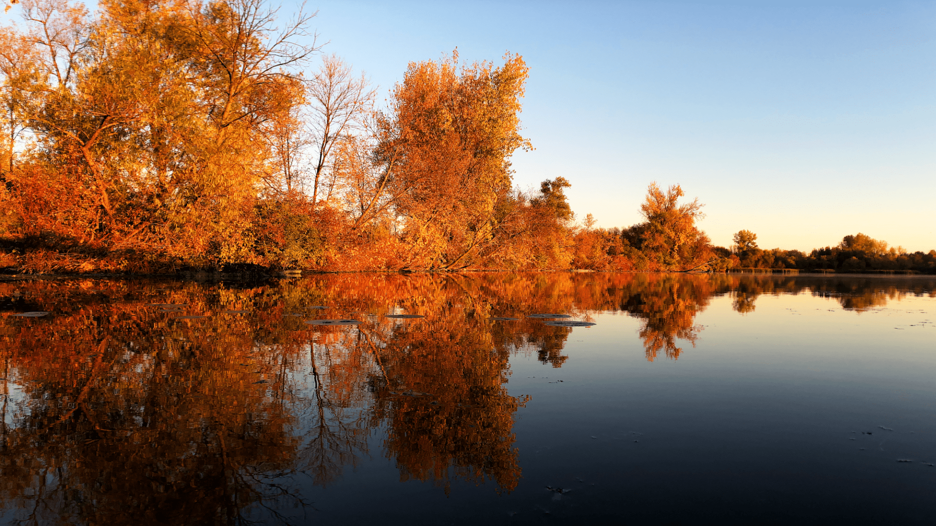 Blazing autumn leaves reflected off nearly mirror-smooth lake on a chilly dawn.