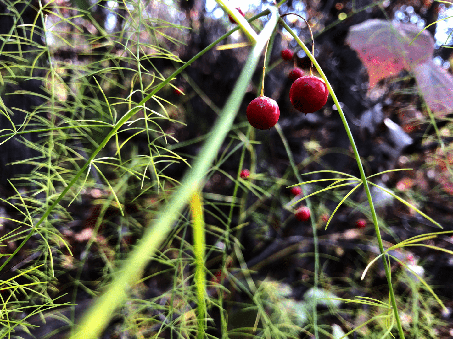 Bright, shiny red berries of some sort, low to the ground, surrounded by out-of-focus bright green foliage which is thin and spindly, with extremely thin leaves.