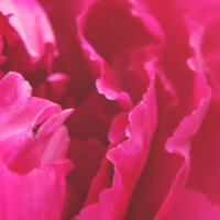 Pixelfed profile picture for @custard